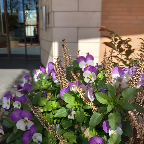 Viooltjes in de plantenbak en in de zon rondom de ingang van het gemeentehuis in Wierden.