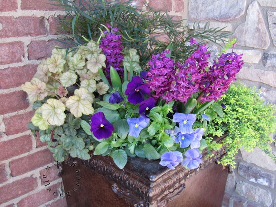 A planter against a brick wall. The planter is filled with Heuchera, purple and blue pansies, Woodstock Hyacinths, and Lonicera.