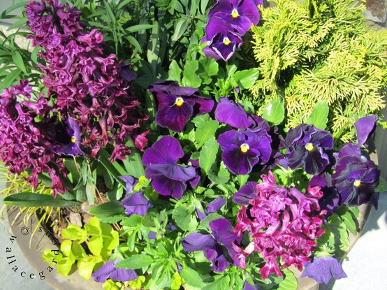 Overhead view of rich purple Woodstock Hyacinths and dark purple pansies with a golden conifer in the upper right corner.