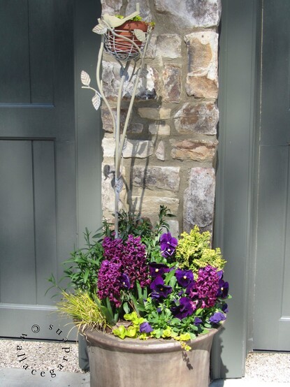 A planter against a rock wall and gray-green walls. There is a garden stake in the planter with an iron bird and leaves. The planter is filled with dark purple pansies, Woodstock Hyacinths, a golden conifer, and golden acorus grass.