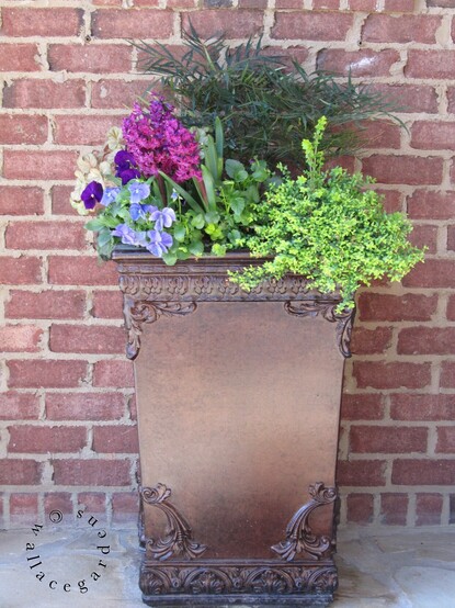 A tall bronze planter with scrollwork against a brick wall. The planter is filled with Lonicera and Mahonia, purple and blue pansies, and dark purple Woodstock Hyacinths. The planter is sitting at what is called the "friendship door" - the casual entrance where friends and neighbors enter the home.  