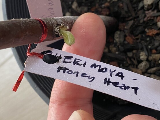 A Honey Heart cherimoya scion that is planted directly in soil, and beginning to form leaves.