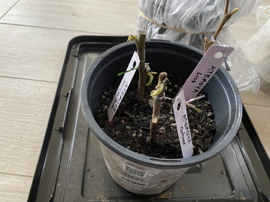 A trio of atemoya scions planted directly in a pot, all of which are beginning to form leaves.