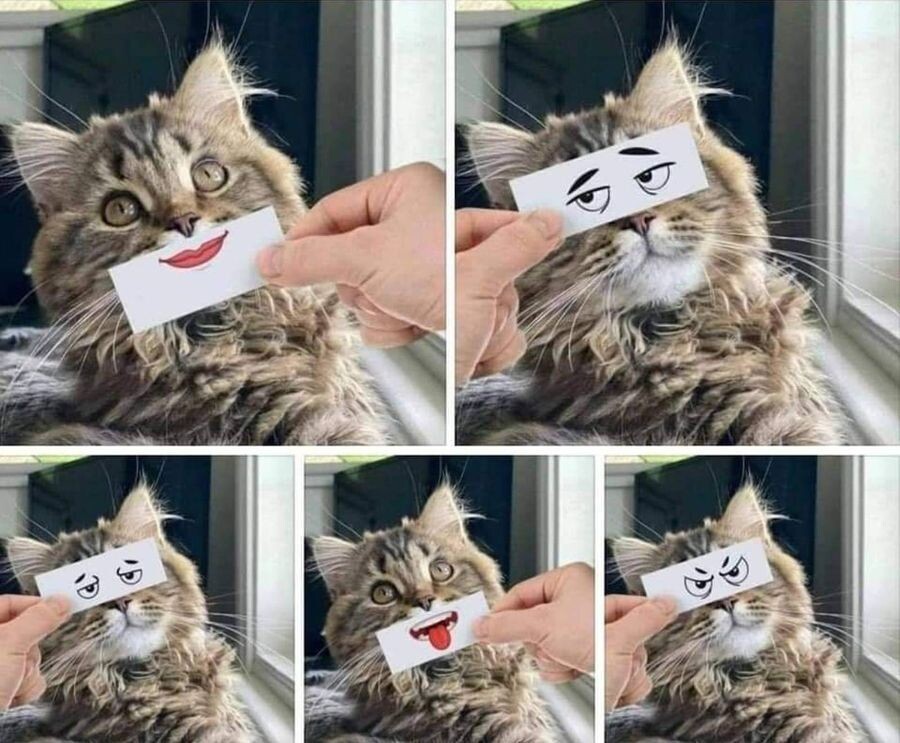 A cat with various funny drawings held in front of its face.
