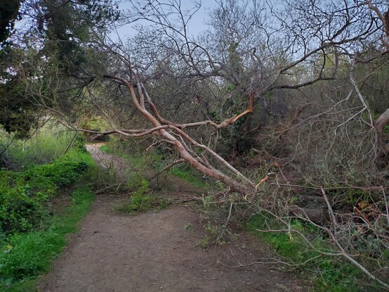A tree came down across the trail in the last batch of storms.