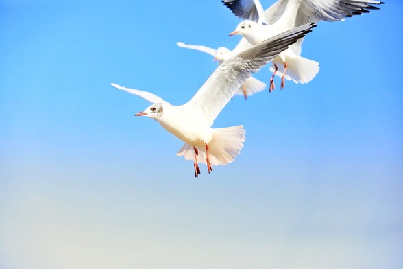 A seagull with spread wings hovers in the sky. More gulls can be seen in the background. The sky is bright blue.