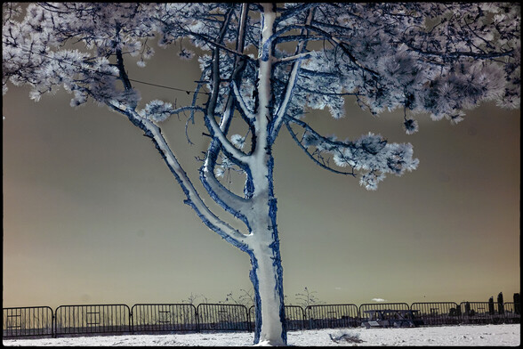 A tree whose trunk is blasted with snow from the 70km/h winds the night before, against the clear sky. The image is in infrared so it has a certain surreality to it even though you recognize the scene it looks subtly different because of infrared.
