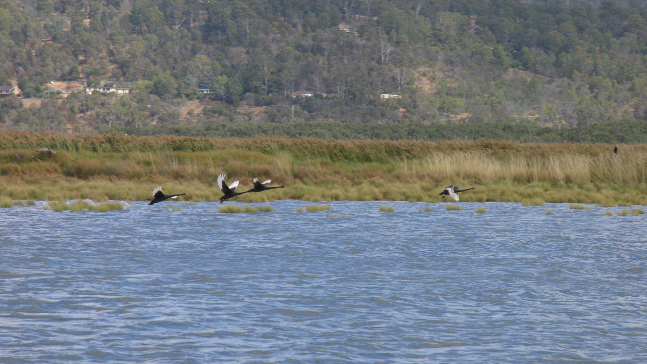Four black swans taking flight from a river