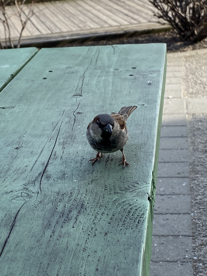 A sparrow stands atop a green picnic table surrounded by small crumbs