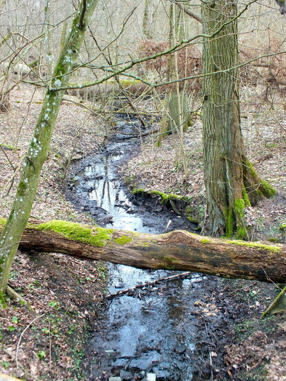 Kręty strumyk w lesie, nad nim w poprzek leżą przewrócone pnie.