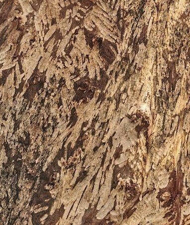 Frassspuren vom Europäische Biber (Castor fiber)