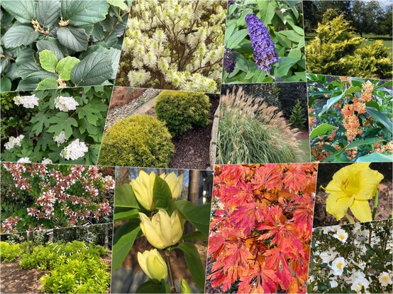 A collage of plant materials featuring all the plants in the attached garden design plan. Foliage plants include Fothergilla, fountain grass, Japanese maple, golden conifers, and anise. Flowers include a yellow magnolia, dallies, orange tea olives, native hydrangea, abelia, butterfly bush. Many of these plants are attractive to pollinators.