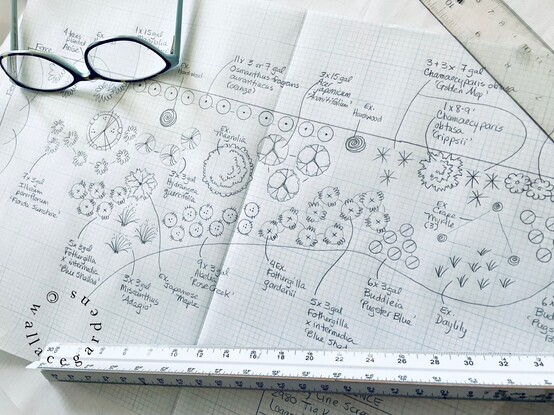 A hand-drawn garden design plan using both natives and non-natives to create an ornamental property line screen. 