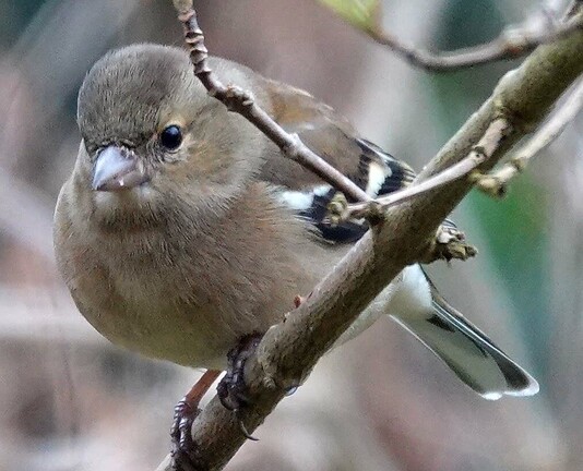 Een showtje van de Vink in de tuin, zo vaak zie ik ze niet. Deze dame had lekker gescharreld en gegeten vanaf de grond waar blijkbaar lekkers lag