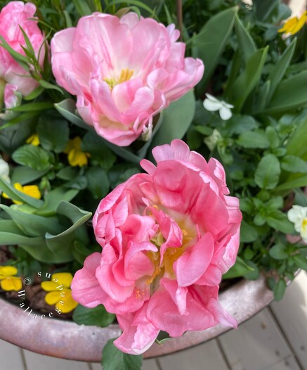 Two pink double tulips with ruffled edges, green foliage in the background.