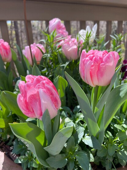 A planter of double-pink tulips, not yet fully open. The planter is sitting on a sunny deck, and the foliage is springing up around the tulips.