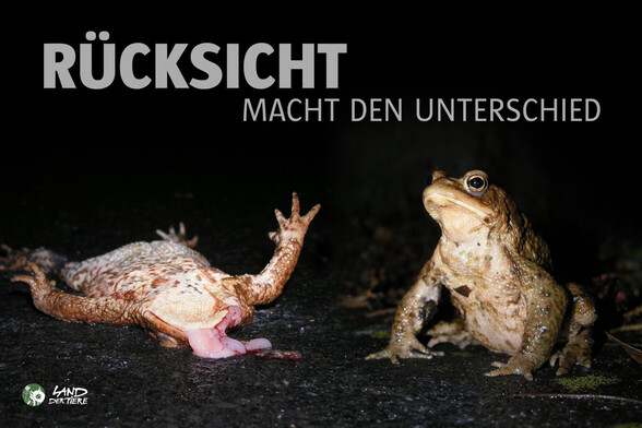 „Rücksicht macht den Unterschied“: Augen auf auf den Straßen, denn die Amphibienwanderung steht an.