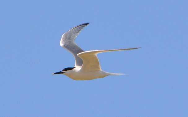 #GroteStern #SternaSandvicensis #SandwichTern BrandseeSchwalbe