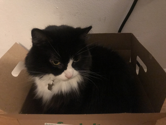  Long-haired tuxedo cat in a box, looking very consideringly off camera, somewhere to the right