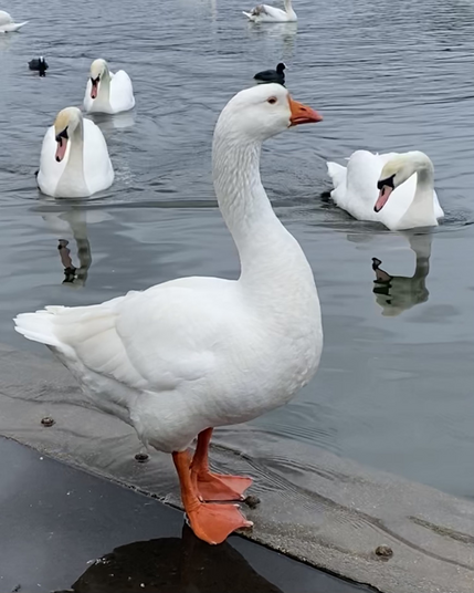 Domestic goose in the foreground with swans  in the water behind. 