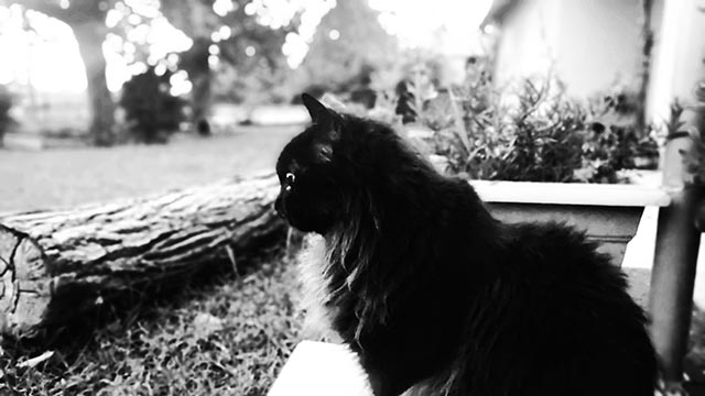 ChatGPT making things up about the article:
This article is an interview with Gary, the guitarist of the band Paws Pets and Metal Atomic Trip. Gary reveals that his cat, Funky, loves Doom Metal, and he often shares music with her. Gary also expresses his appreciation for the connection he shares with his cat Funky through their mutual love of music.

