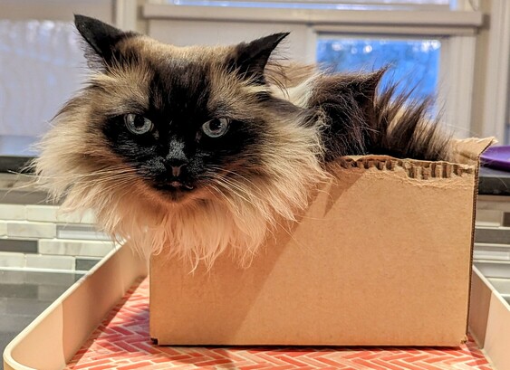 Olaf the ragdoll is mostly floof and fits in this cardboard box while showing off his majestic mane. 