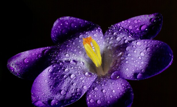Fully open purple crocus flower covered in small water droplets that reflect the light in front of a black background. Lighting tangent to the flower creates dark shadows in the curvature of the petals. The yellow and orange pistil in the center is lit up brightly. 