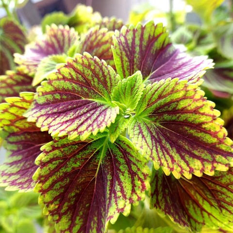The top of a coleus plant, with lush heart-shaped green leaves with deep red-violet coloration along the veins.