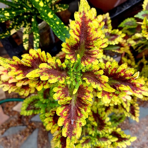 The top of a coleus plant with lush yellow arrow-shaped leaves with ruffled edges. The center of the leaves are also a deep red-violet.