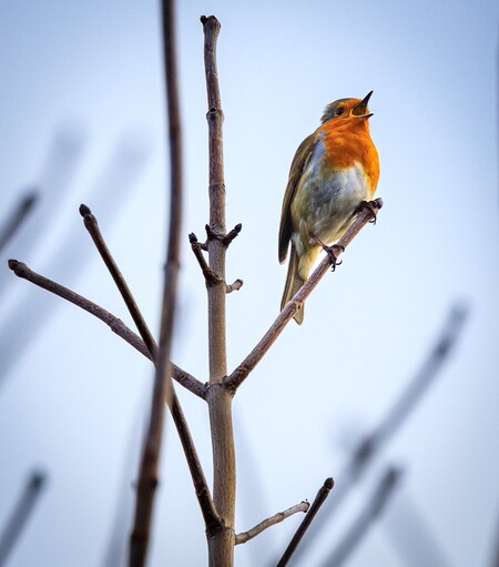 A robin is perched in the top right of the image in the high branches of a teee.  The tree is just coming into bud, no leaves are present and the back drop is only sky.  The bird is striking as it is in mid song, singing joy for the the new morning.  It has the classic red breast, with white underbody and brown wings.  
