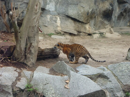 Sumatran tiger cub stalking from behind a log.