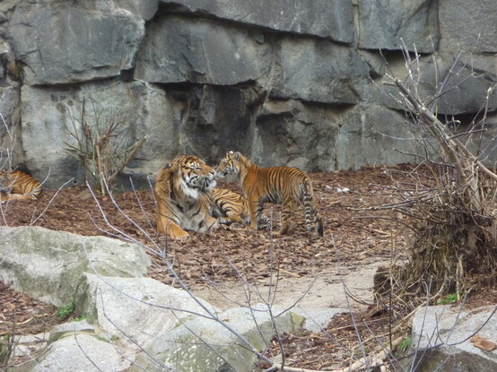 Sumatran tiger cub sharing a moment with dad.