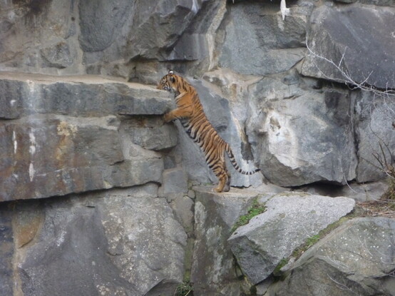 Sumatran tiger cub studying the rocks around their enclosure...