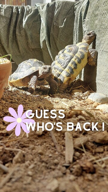 Two testudo hermanni tortoises sunbathing