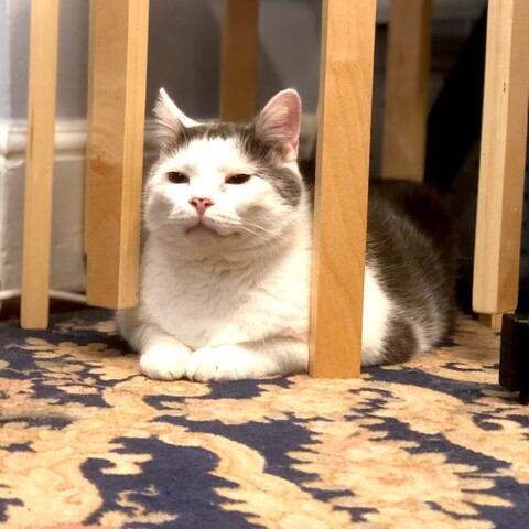 Grey and white cat, sitting between the legs of stacked stools on top of a gold and navy rug. 