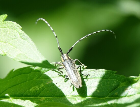 #GewoneDistelBoktor #AgapanthiaVillosoviridescens #GoldenBloomedGreyLonghorn
#DistelBock