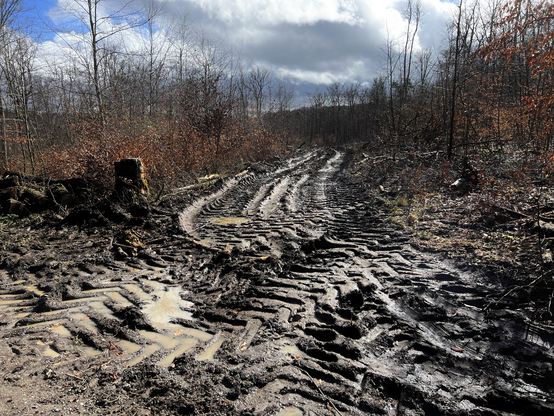 Reifenspuren von großen Holzerntemaschinen im weichen Waldboden. 