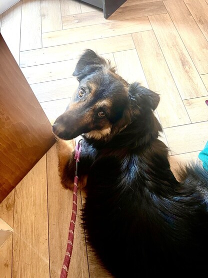 Gorgeous and slightly evil, Rescue dog Jack, taking Sunday lunch in a busy restaurant in his stride.