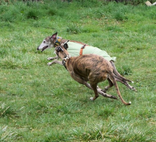Spielende Windhunde 