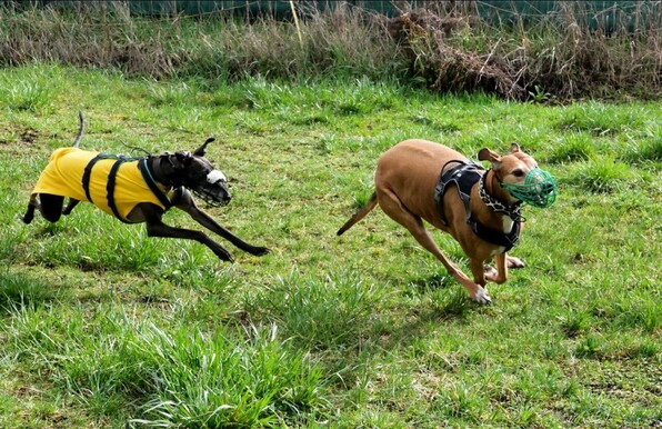 Spielende Windhunde 