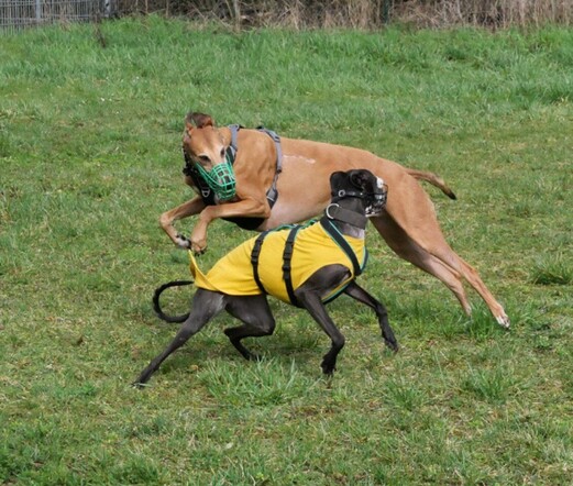 Spielende Windhunde 