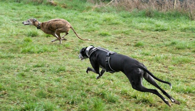 Spielende Windhunde 