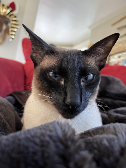 a seal point siamese cat giving the camera a sultry look