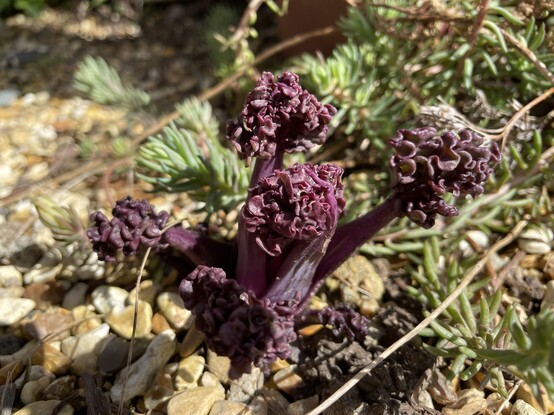 Wrinkled young leaves of sea kale: deep purple leaves against a brown gravel background