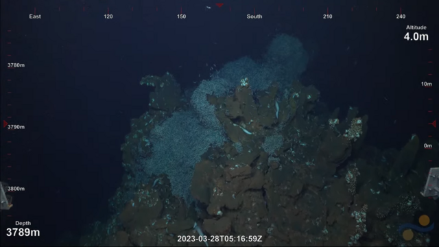 ROV screenshot. Thousands of Shrimp covering every surface near some hydrothermal vents.