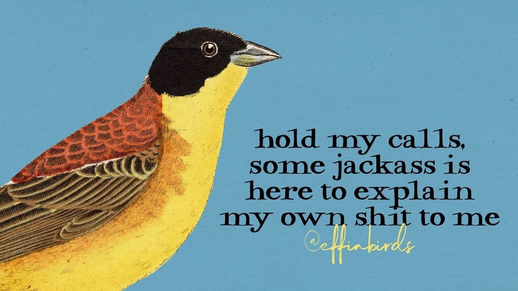 A painting of a bird next to the words "Hold my calls, some jackass is here to explain my own shit to me"