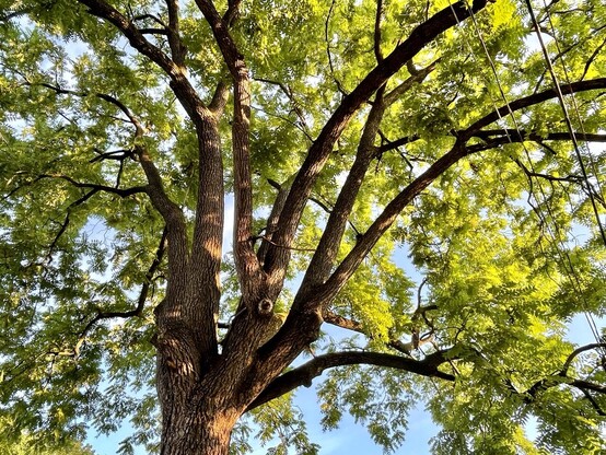 Sunlight pouring through the canopy of a tree, leaves lifted by graceful branches and the light creating pleasing patterns of light and dark among the leaves