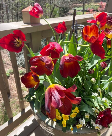 A collection of red tulips in the sunlight. They are fully open now, and the centers are golden yellow. The planter is sitting on a sunny deck. The tulip is named Amber Glow for good reason: it glows like embers in the sunlight. 