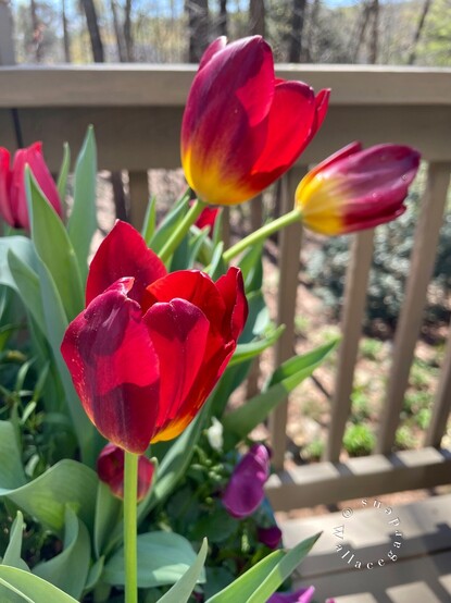 A bright red tulip in the foreground called Bastogne, and in the back ground are two more tulips called Amber Glow. Those tulips have a golden base below their red petals. and look like glowing embers. 