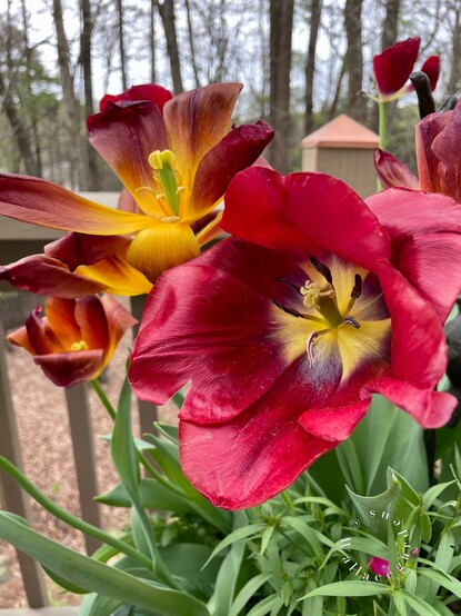 Close-up of the interior of the tulip Bastogne, on the right. It has deep red petals and a golden center. To the left of it is the tulip Amber Glow with a larger golden center and bronze-colored petals. 
